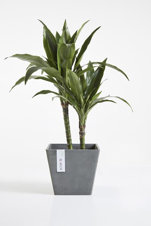 Actual product image Ecopots Rotterdam (30 cm)
