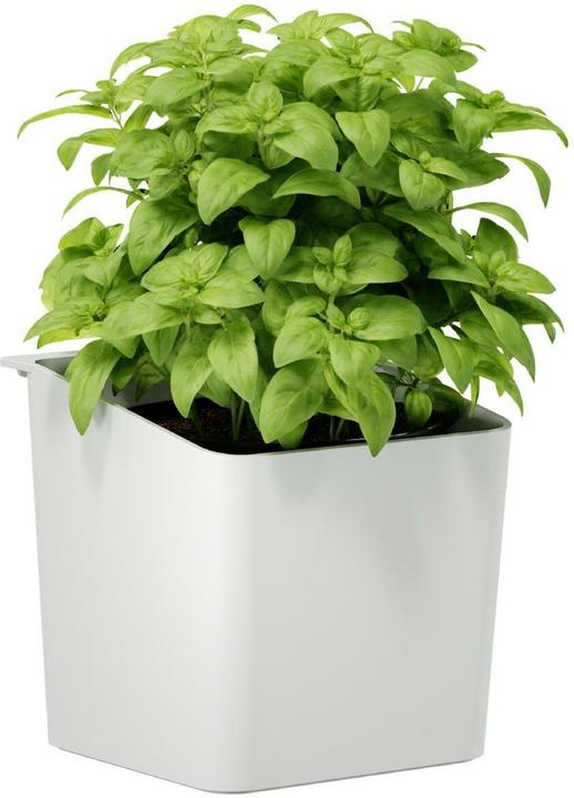 Immagine prodotto tesa Vaso per erbe aromatiche (13.50 cm)