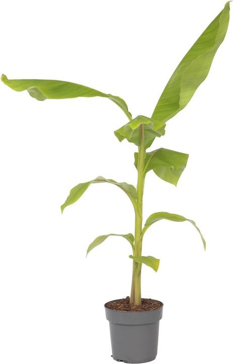 Plant in a Box Musa Basjoo - Banana plants (55 cm)