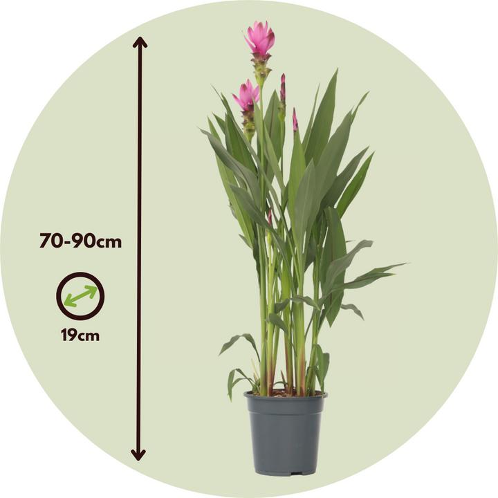 Image du produit Plant in a Box Curcuma alismatifolia Siam Supreme - Lot de 2 Curcuma (80 cm)