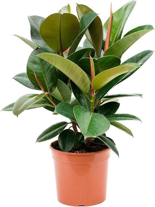 Flowerbox Gummibaum Busch verzweigt - Ficus elastica "Robusta" (60 cm)