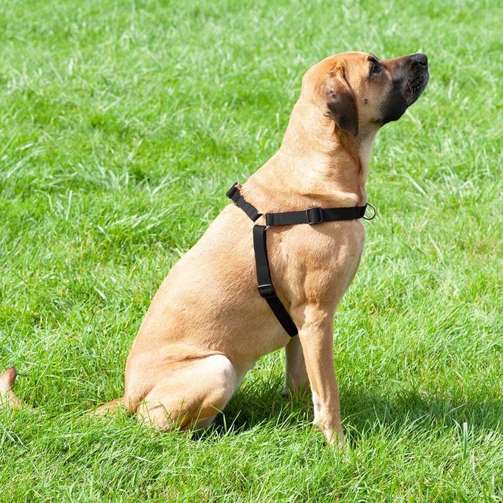 Immagine prodotto Red Dingo DINGO Easy Walk - Pettorina per cani - 95-125 cm (Cane, Generale)