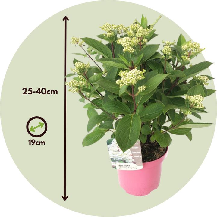 Image du produit Plant in a Box Hydrangea paniculata 'Early Harry' - Lot de 2 hortensias (25 cm)