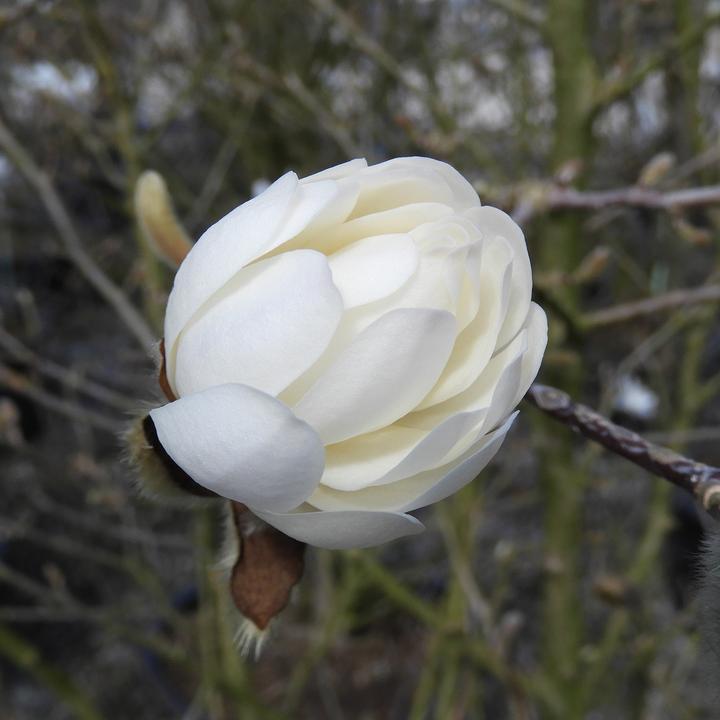 Immagine prodotto Zulauf Stern-Magnolie / Magnolia stellata (125 cm)