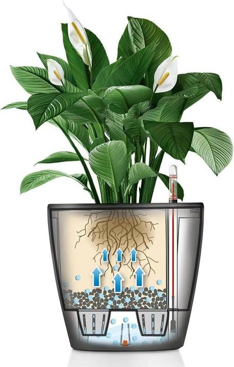 Immagine prodotto Lechuza Classico (22 cm)