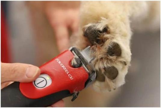 Produktbild Kerbl Aesculap Favorita CLi, Schermaschine mit 2 Akkus, Signalrot, Modell 2022, GT236-SR (Hund, Pferd, Katze)