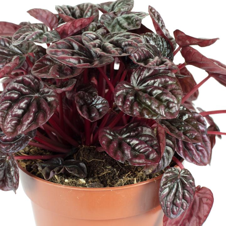 Image du produit Flowerbox Zwergpfeffer Smit- Peperomia (12 cm)