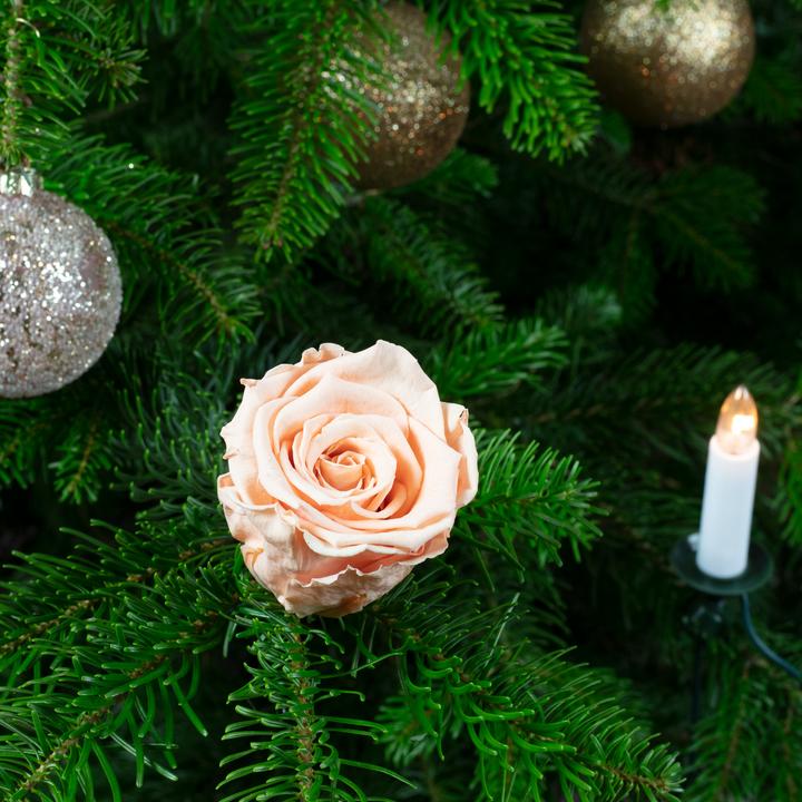Immagine prodotto Flowerbox Pacchetto di 6 decorazioni fatte a mano per l'albero di Natale reale Rose (Fiori secchi)