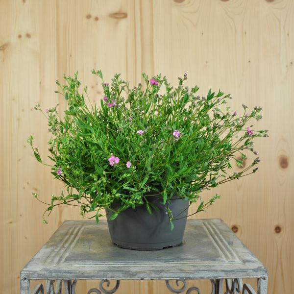 Produktbild Säntispracht 2 er Set, Kriechendes Gipskraut - Gypsophila repens Filou Rose (15 cm)