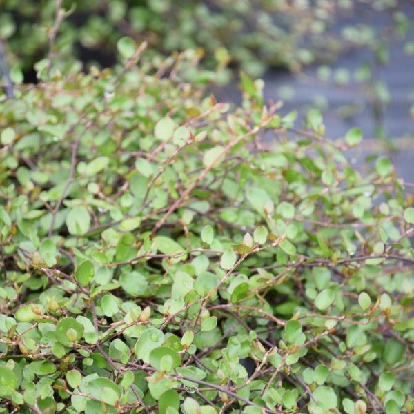 Image du produit Säntispracht Lot de 2, Muehlenbeckie - Muehlenbeckia complexa Action (15 cm)