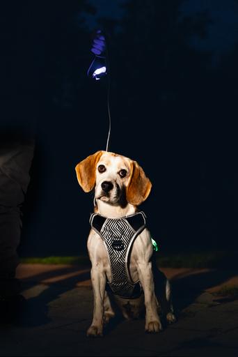 Immagine prodotto Beeztees Imbracatura di sicurezza a Y (Cane, Generale)
