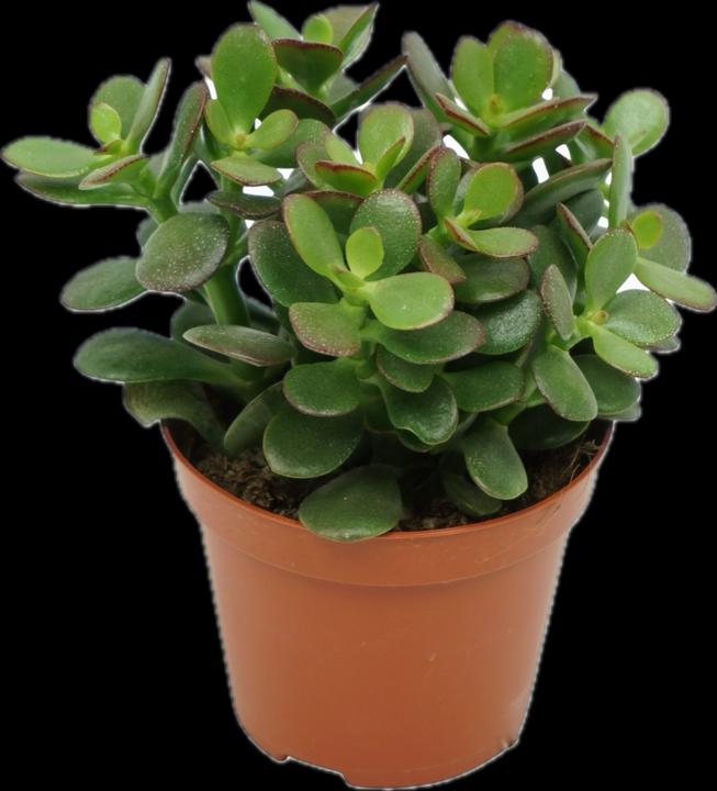 Produktbild Mahaloplants Geldbaum (10 cm)