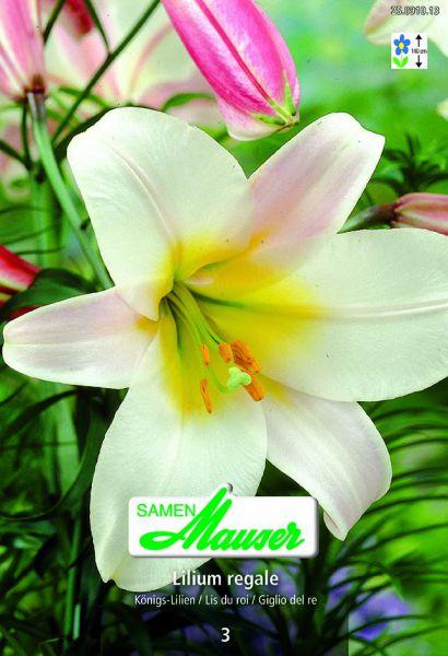 Produktbild Samen Mauser Königslilie (Blumensamen)