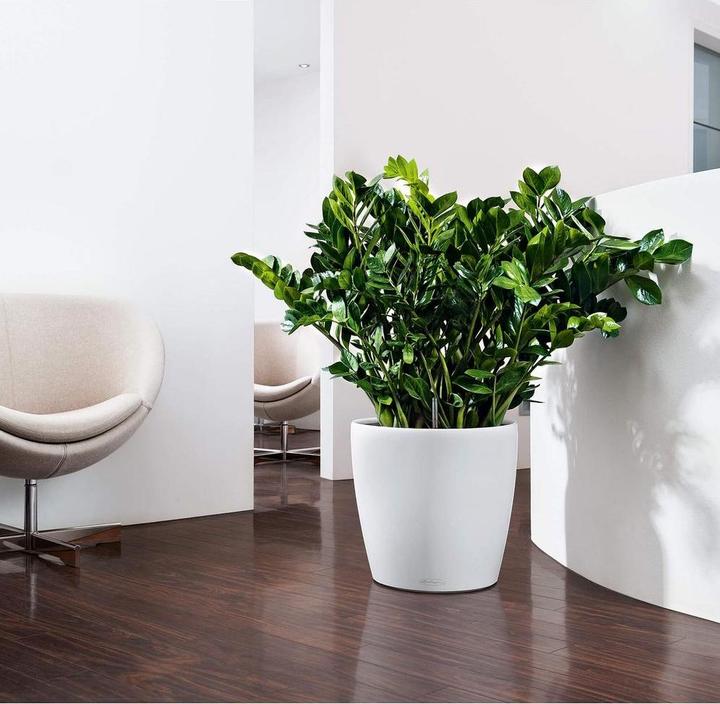 Image du produit Lechuza Classico Color (27.50 cm)