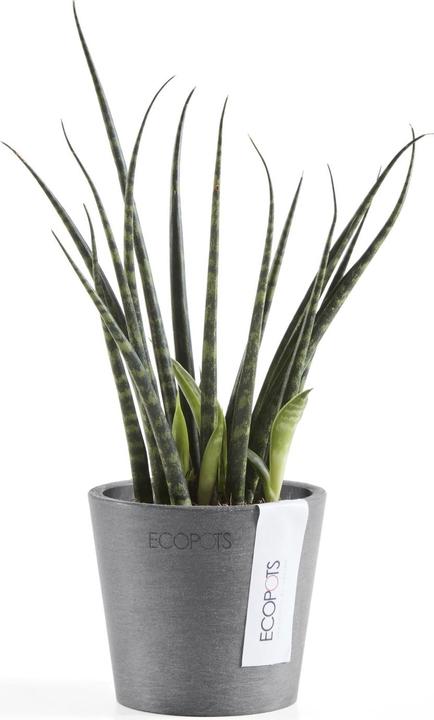 Immagine prodotto Ecopots Amsterdam Mini (8 cm)