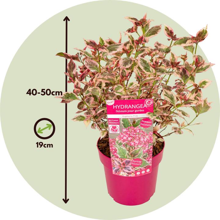 Actual product image Plant in a Box Hydrangea serrata 'Euphorbia Pink' - Hydrangea set of 2 (40 cm)