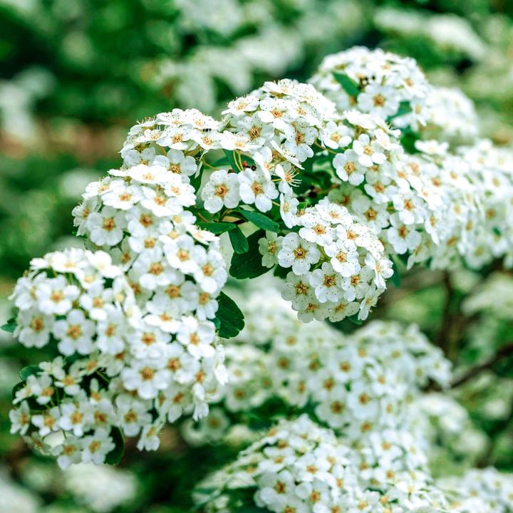 Produktbild Zulauf Japanische Strauch-Spiere / Spiraea nippon. 'Snowmound' (80 cm)