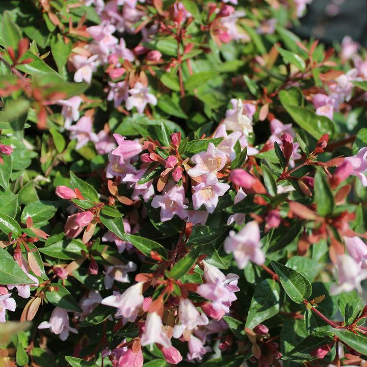 Produktbild Zulauf Abelie / Abelia 'Edward Goucher' (70 cm)