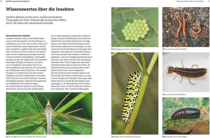 Produktbild Das grosse Handbuch Insekten (Deutsch, Ewald Gerhardt, 2021)