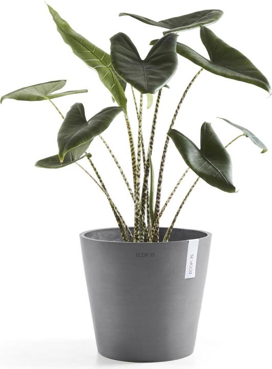 Image du produit Ecopots Amsterdam + réservoir d'eau (30 cm)