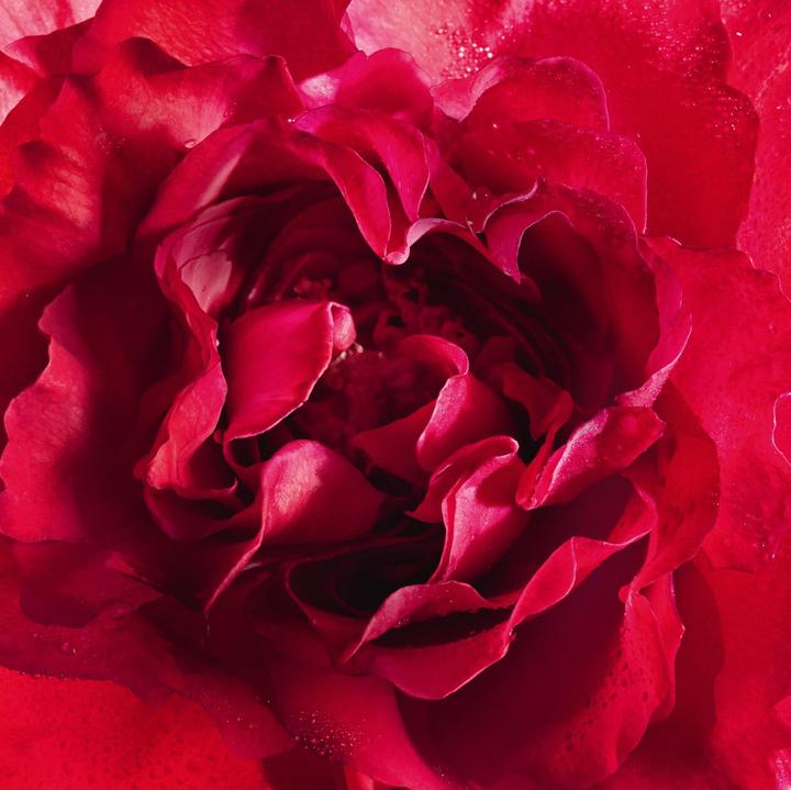 Image du produit Guerlain Mon Bloom of Rose by Eau de Parfum Spray 100 ml (Eau de parfum, 100 ml)