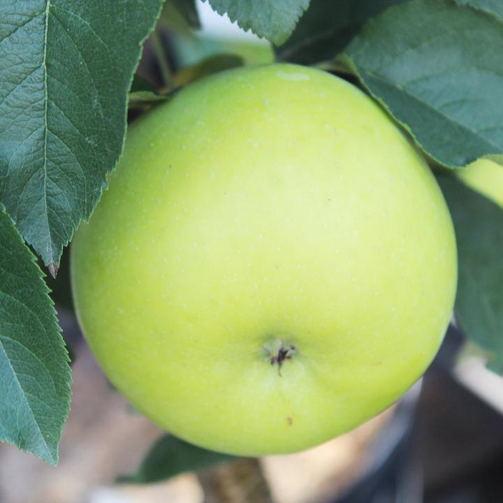 Actual product image Zulauf Columnar apple / Malus (SÄU) Goldlane (100 cm)