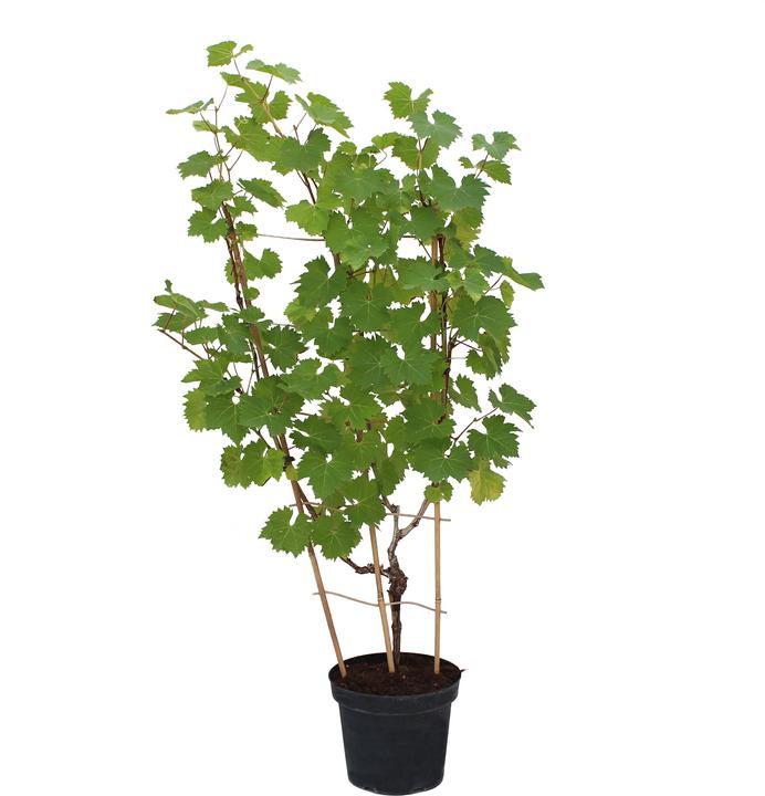 Actual product image Zulauf Vigne hybride (70 cm)
