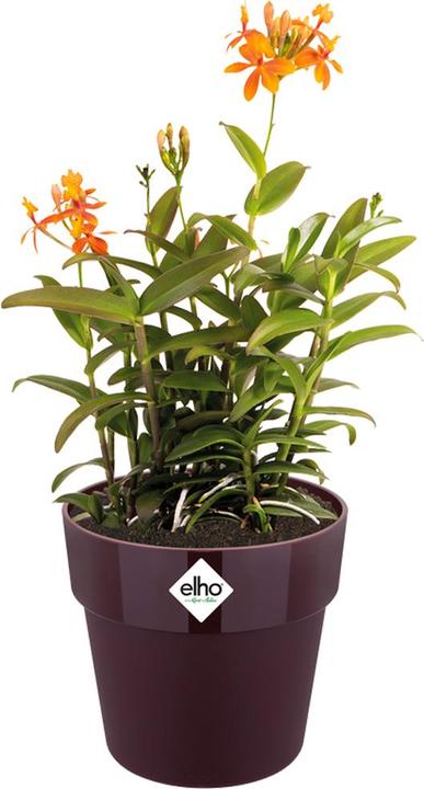 Produktbild Elho b.for original (16 cm)