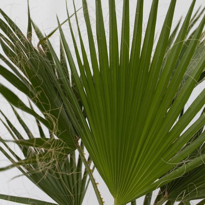 Image du produit Plant in a Box Washingtonia Robusta - Lot de 2 Palmiers-éventails mexicains (50 cm)