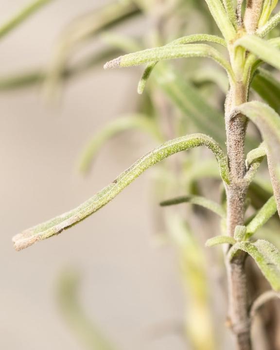 Immagine prodotto feey Lavendel (25 cm, Amichevole per gli animali)