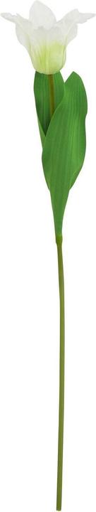 bianco/verde