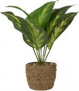 Immagine prodotto IKO Pianta verde (30 cm)