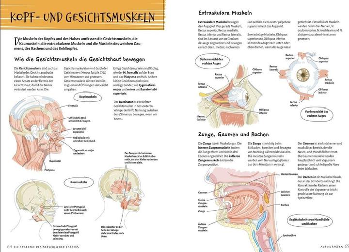 Actual product image Librero Die Anatomie des Menschlichen Körpers (German, Ken Ashwell, 2024)