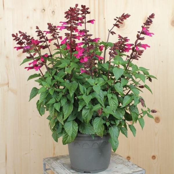 Immagine prodotto Säntispracht La salvia colorata con le bacche - Salvia hybrida 'Strawberry Lake' (150 cm)