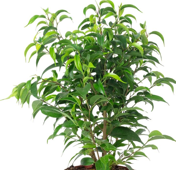 Image du produit Flowerbox Figuier bouleau "Natasja" ramifié - Ficus benjamini (30 cm)
