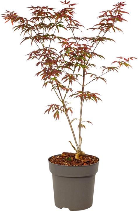 Produktbild Plant in a Box Acer palmatum 'Starfish' - Ahorn Baum (60 cm)