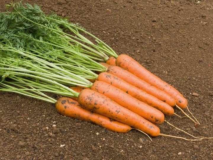Actual product image Living Seeds Carotte Rodelika (Vegetable seeds)