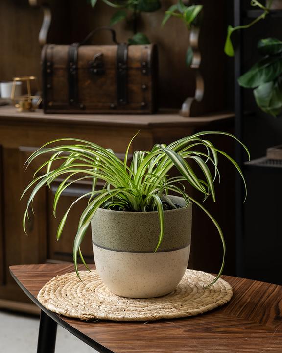 Image du produit feey Grünlilie (25 cm, Fraîchement rempotés)