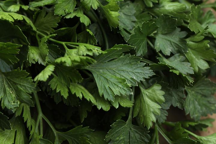 Actual product image Zollinger Bio Parsley, Portuguese (Seedlings)