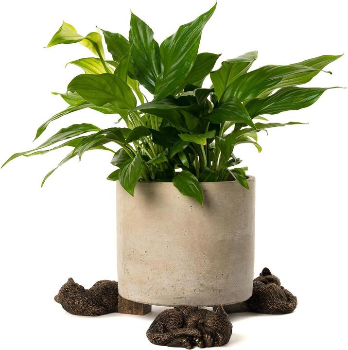 Image du produit Jardinopia Potty Feet Chat qui dort, lot de 3