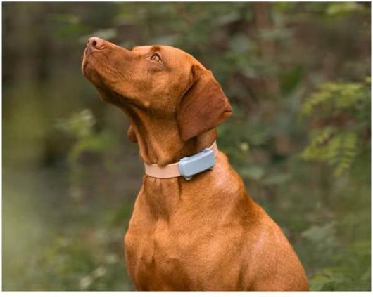 Produktbild Tractive GPS Tracker Dog 6 (Hund)