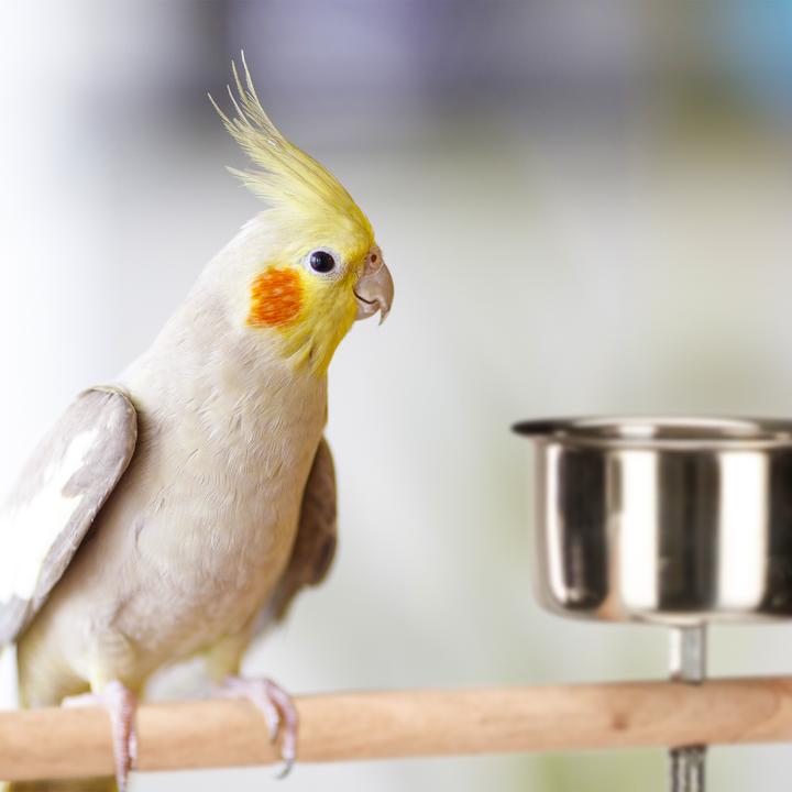 Actual product image Relaxdays XL Parrot Activity Centre