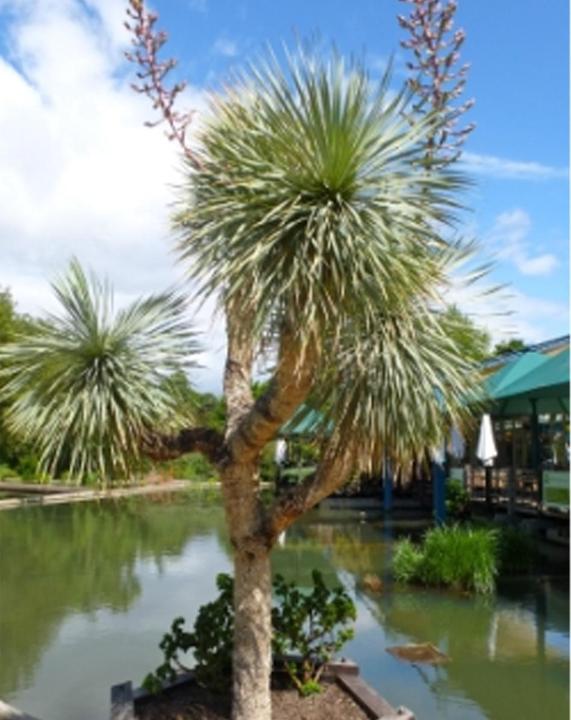 Produktbild Tropica Blaue Yucca (Yucca Rostrata) (Pflanzensamen)