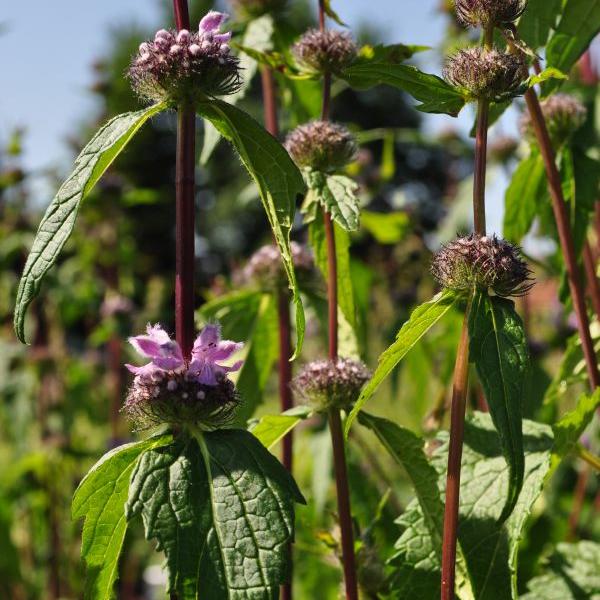Image du produit Säntispracht Le brin d'herbe à bulbe haut - Phlomis tuberosa 'Amazone (80 cm)
