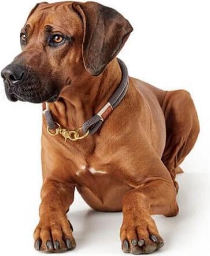 Produktbild Hunter Halsband Sansibar Rantum (50, Hund)