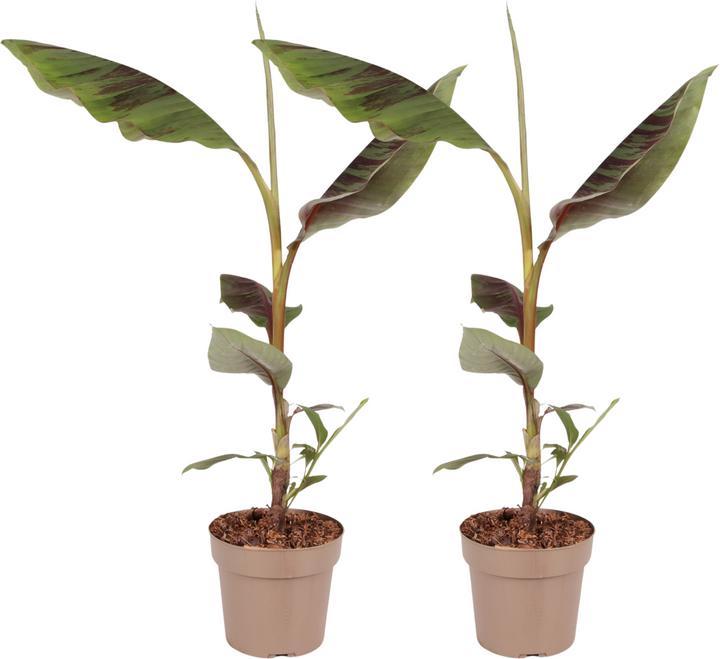 Produktbild Plant in a Box Ensete ventricosum - Bananenpflanzen (55 cm)