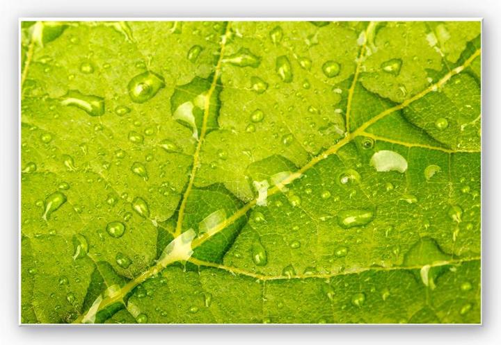 Immagine prodotto Trenddeko Perle d'acqua (100 x 70 cm)