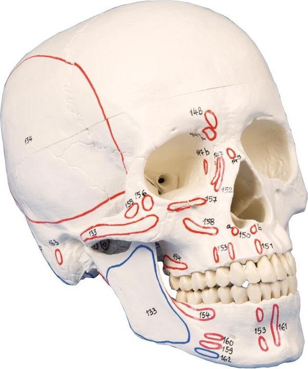 Immagine prodotto Erler Zimmer Modello di cranio, in 3 parti, con marcature muscolari
