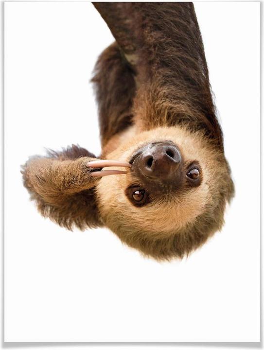 Actual product image Trenddeko The Sloth (60 x 80 cm)