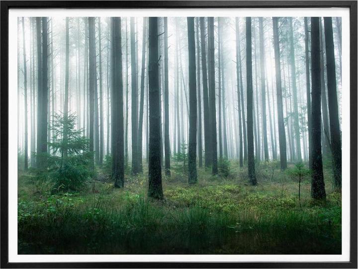 Image du produit Trenddeko Dans la forêt (100 x 80 cm)
